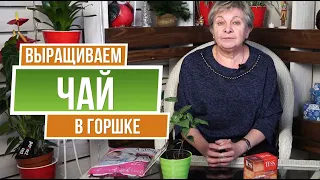 Выращиваем чай дома  🍃 Как посадить вкусный чай ?