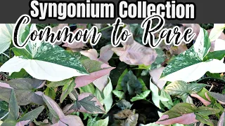 Syngonium podophyllum Collection, Common to Rare varieties, Amazing Houseplants & Garden Plants