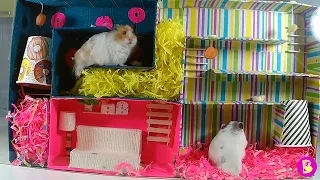 ХОМЯЧКИ В ЛАБИРИНТЕ hamsters in the maze