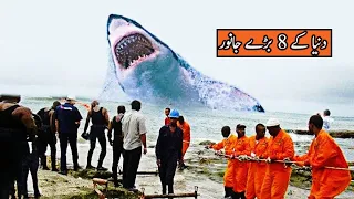 top 8 biggest animals in the world in hindi/urdu// donia k 8 bare janwar