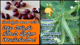 Broad beans|చిక్కుడు చెట్టు గురించి పూర్తి వివరాలు|చెట్టు చిక్కుడును పెంచుకునే ముందు ఈ విడియో చూడండి