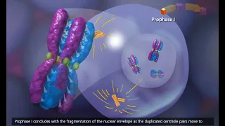 Meiosis  Crossing Over and Variability 3D Animation #cell # Biology#agriculture