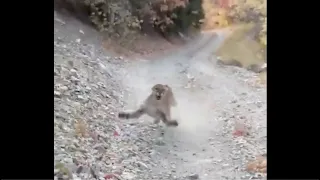 MOUNTAIN LION CHASES AND STALKS MAN FOR 6 MINUTES!