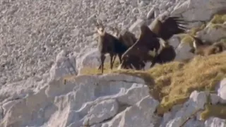 Eagle vs Goat