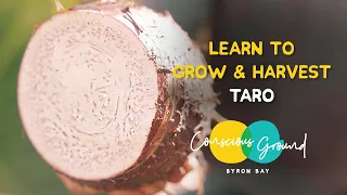 Learn how to grow and harvest Taro