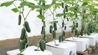 A special method of growing baby cucumbers at home - Fruits come out a lot from the root to the top