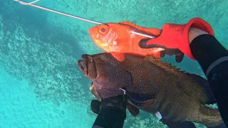 Hawaii Spearfishing