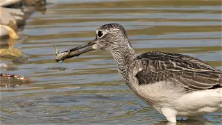 Grünschenkel jagt kleine frösche / Greenshank eats little frogs