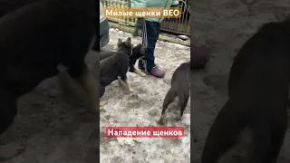 Нападение 🤣 😍 #интересно#короткие#видео#собаки#дети#щенки