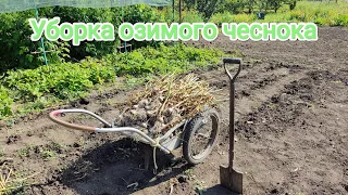 03/07/2023. Уборка озимого чеснока | Winter garlic harvesting.