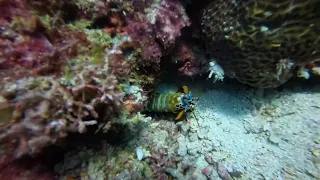 2024.05.12 - Kontiki Mantis Shrimp