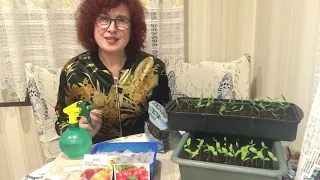 Ділюсь цікавим методом посіву томатів