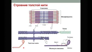 Физиология мышц. Часть 2. Теория скользящих нитей