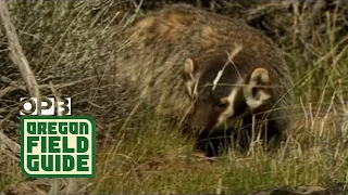 Wild Badger Walks Up to Camera