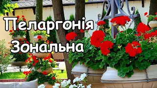 Пеларгонія зональна. Як виростити справжню красу