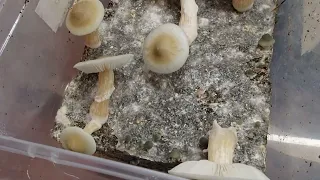 2nd flush of some Jack Frost mushrooms spawned from Uncle Ben's brown rice bags 🍄 Harvest Ready! ☃️🚐