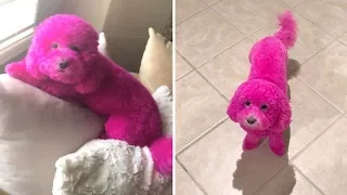 Hip-Hop Singer Dyes Her Dog Pink So It Looks Fabulous