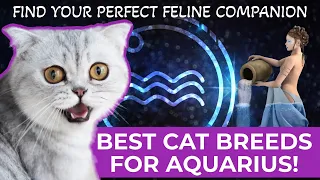 BEST CAT BREEDS FOR AQUARIUS: FIND YOUR PERFECT FELINE COMPANION!