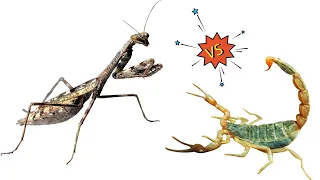 WHAT WILL BE IF ASIAN JUMPING MANTIS SEES CHINESE SCORPION?