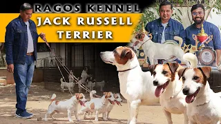 Jack Russell Terrier Dog Breed | Puppies Available | Ragos Kennel | Guarding and Toy Breed Dog