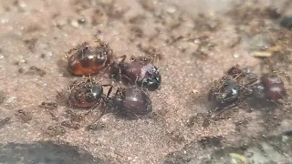 Carebara Diversa 2 - Marauder ants