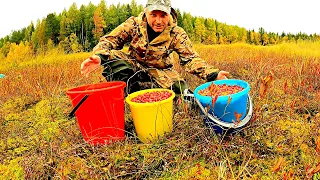 На этом болоте полно ягод, клюкву хоть мешками собирай! Как просто быстро собрать и перебрать ягоду