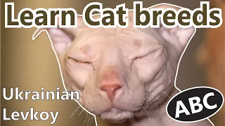 Alphabet Cat breeds/ ABC Cats for Kids / Learn Cat breeds / Most famous Cat breeds from A - Z