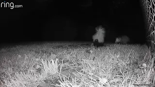 Possum body slams skunk