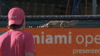 Iguana Runs On Court, Halts Match At The Miami Open