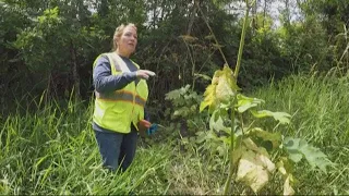 Giant hogweed in Clark County