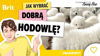 RADZIMY: Jak wybrać dobrą hodowlę? - Brit Polska