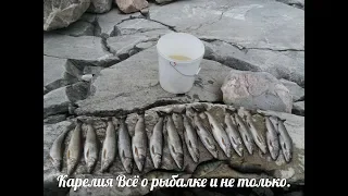 Хариус на озере есть и его много