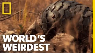 Pangolin | World's Weirdest