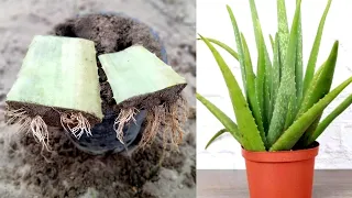 Grow Aloe Vera Plant From Aloe Vera | How To Grow Aloe Vera Plant From A Single Leaf