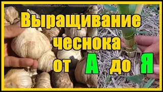 Выращивание озимого чеснока от А до Я / Тонкости выращивания озимого чеснока сорт "Любаша"