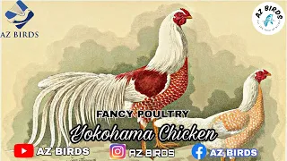 Yokohama Chicken | German Breed | Fancy Poultry | Beautiful Birds | AZ BIRDS