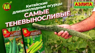 КИТАЙСКИЕ ОГУРЦЫ. Самые теневыносливые огурцы!