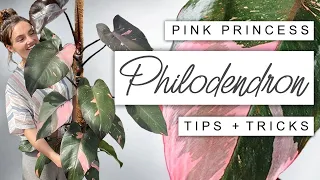 How I Grew My Pink Princess HUGE In Just One Year 💗🌿 Pink Princess Philodendron Tips