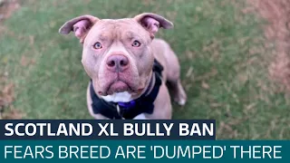 New law banning XL bully dogs in Scotland to come into force from Friday | ITV News