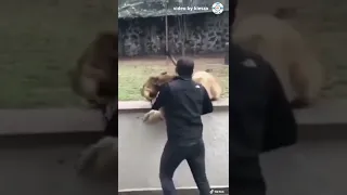 Lion Reunited with His Human Friend