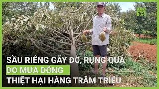 Mưa dông khiến nhiều ha sầu riêng gãy đổ, quả rụng la liệt | VTC16