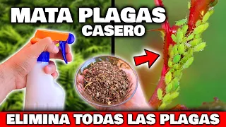 ELIMINA RÁPIDO el 100% de PLAGAS y BICHOS de tus PLANTAS y CASA | Insecticida CASERO Huerto y Jardín