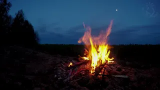 Music Made for Relaxation & Sleep - Campfire Ambience with Night Animals such as Owls and Crickets 🔥