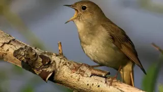 NIGHTINGALE SONG- 4 hours REALTIME Beautiful Nightingale Singing ,Birdsong,Nature sounds,part1.