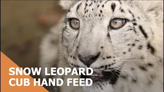 Hand-feed our Snow leopard cubs!