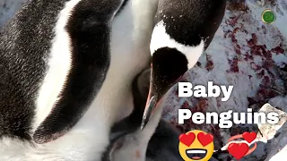 Penguins - Cute Penguin Footage, Penguin Pups, Penguin Guide, #SavethePenguins - Animal Videos