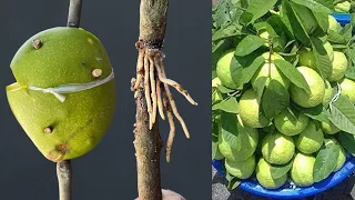 How To Air layering Guava Tree / Growing Guava Tree From Cutting /Using Mango