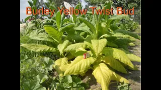 Burley Yellow Twist Bud