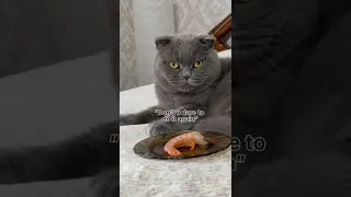 Very funny cat 😎