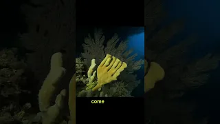 Deep sea sponges